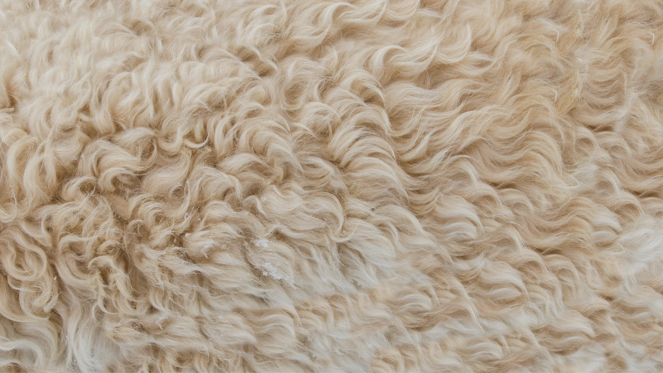 How to Maintain Your Wool Rug?